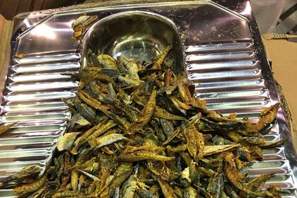 Sardinas fritas que llegaron de un vuelo de China