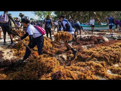 Sargazo en el Caribe mexicano