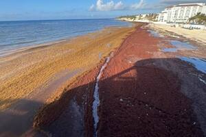 Sargazo en el Caribe mexicano