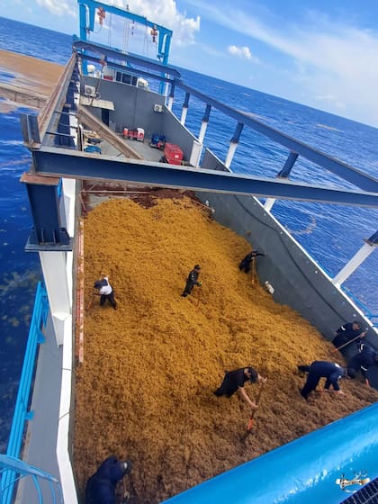 Sargazo en el Caribe mexicano