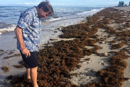 El sargazo es común en las playas del Caribe