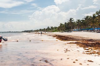 Sargazo en el Caribe: ¿un mal que llegó para quedarse?