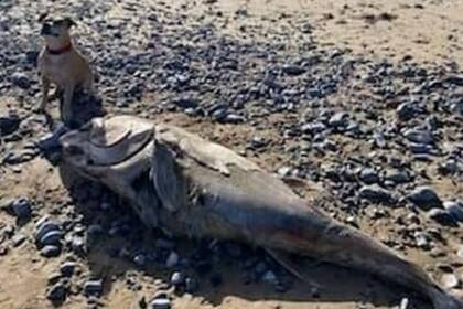 Sasha fue la perra que divisó al pescado gigante, mientras paseaba con su dueño por la costa.