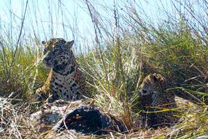 Sãso y Sagua´a son los cachorros que fueron liberados en el Parque Nacional Iberá junto a su madre, Juruna.