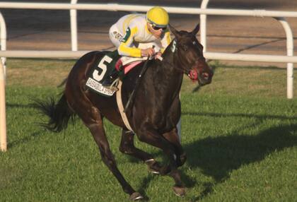 Sassagoula Springs ganó seis de sus ocho carreras