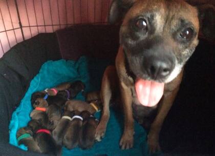 Sassy con sus cachorros recién nacidos