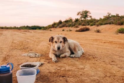 Savannah acompaño a su mejor amigo durante los siete años de viaje