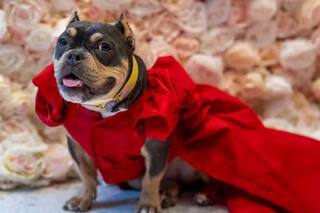 El evento de moda en el que las mascotas llevaron los mismos looks que los famosos