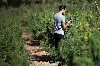 SB3 regularía drásticamente el cáñamo: prohibiría productos con THC y exigiría licencias para procesadores