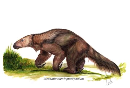 Scelidotherium leptocephalum