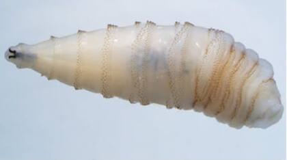 Schell afirmó que no se había registrado el gusano berrenador desde los años 60