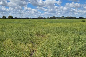 Las dos variables que llevaron a la “debacle” a una joya de la exportación