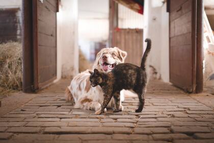 Scottsdale es la ciudad ideal para tener una mascota