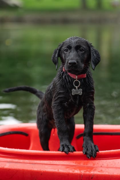 Scout es un labrador retriever negro, uno de los perros más efectivos para la búsqueda y rescate de mascotas
