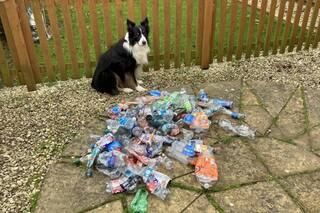 El perro "ecológico” que recolecta residuos durante sus paseos