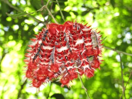 Scutia buxifolia sirve de alimento a las larvas de la mariposa argentina (Morpho epistrophus argentinus)
