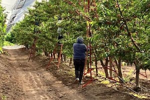 El impactante giro en una provincia históricamente ligada al vino