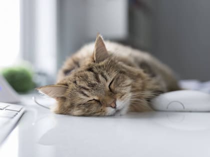 Se aconseja que los gatos estén en reposo tras ser operados 