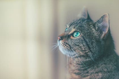 Según el creador de MeowTalk los gatos "nunca maúllan en la naturaleza"