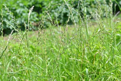 Se adapta bien al riego regular y al corte frecuente
