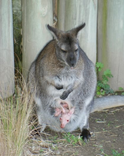 Se agrandó la familia de los canguros con un exótico ejemplar albino