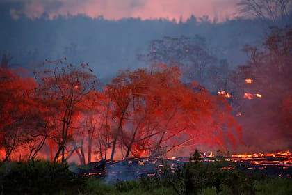 Los árboles resisten el paso de la lava