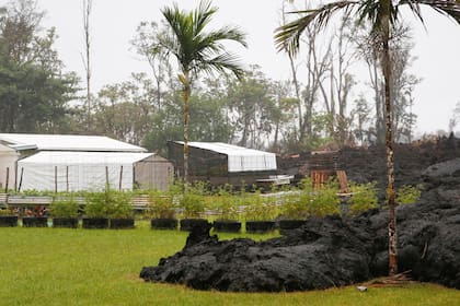 Cultivos amenazados por la llegada de la lava