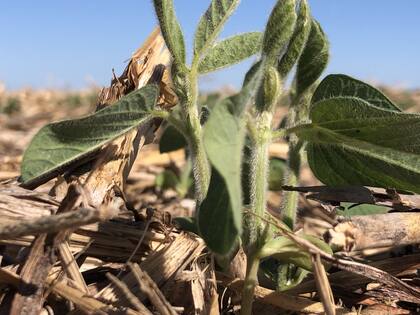 Se aguarda una recuperación para la soja