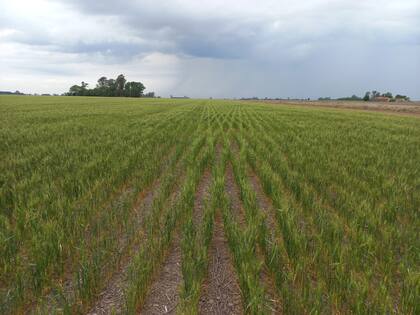 Se aguardan fuertes mermas en los rindes