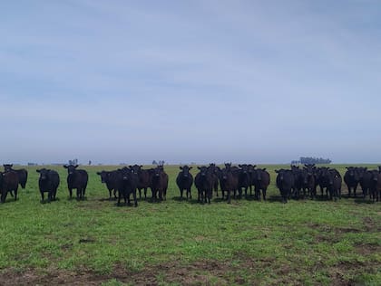 Se alcanzaron buenos índices productivos