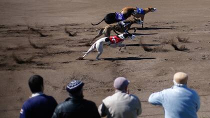Se aprobó la ley que prohíbe la carrera de perros de todas las razas en todo el territorio argentino