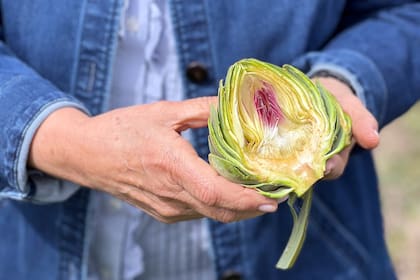 Se aprovecha toda la planta: se hacen extractos hepatoprotectores con las hojas; y los tallos, además del corazón y las hojas se utilizan en también en la cocina.