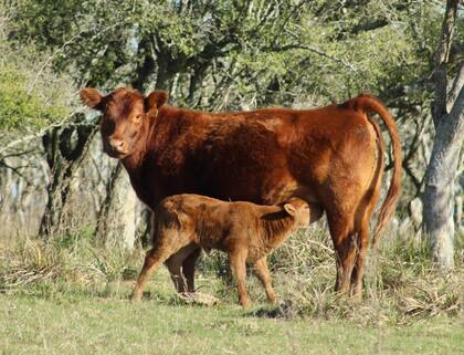 Se apunta a generar un mayor patrimonio