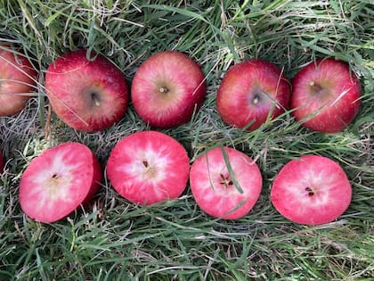 “Se armó un consorcio de 14 productores del mundo junto al vivero francés IFO, ubicado en Seiches-sur-le-Loir, donde comenzó el proceso de mejoramiento", dijo Sánchez