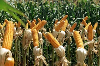 El valor que trasciende a las semillas