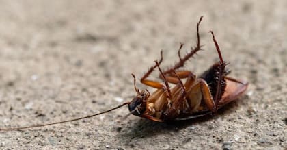 Se avistaron cucarachas y condiciones inapropiadas en varios restaurantes del sur de Florida