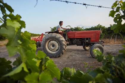 Se busca fomentar el asociativismo entre los productores vitivinícolas