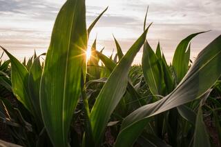 Biosoluciones: de mitigar el estrés de los cultivos a maximizar el uso de los recursos