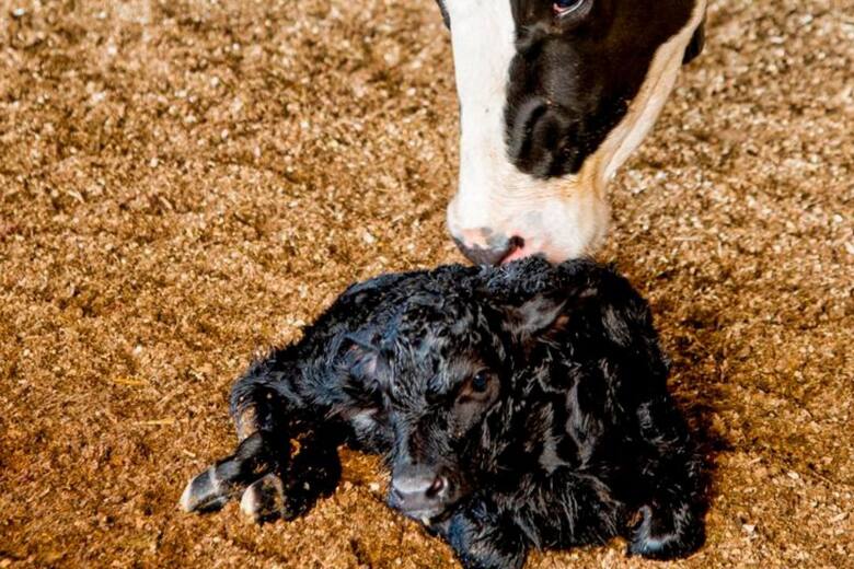 Beef on Dairy: la estrategia que transforma el futuro de la lechería argentina con genética y valor agregado