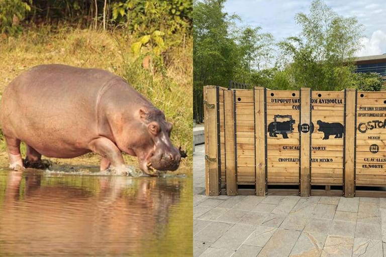 Por qué quieren que los 70 hipopótamos del narcotraficante Pablo Escobar sean llevados a la India y México