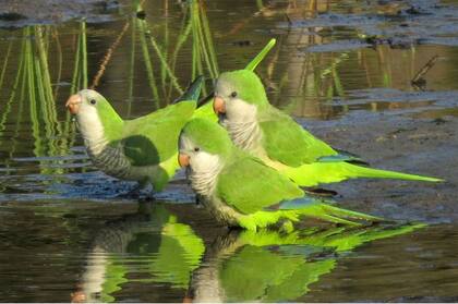 Se calcula que el costo para de exterminar cada uno de estos pájaros va entre los 6 y los 8 euros