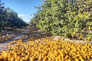 Se perderán 260.000 toneladas de limones y lo atribuyen a un explosivo combo