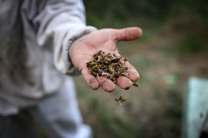 Se calcula que en Traslasierra murieron unos 50 millones de abejas.