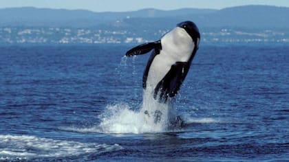 Se calcula que Granny tenía más de 100 años