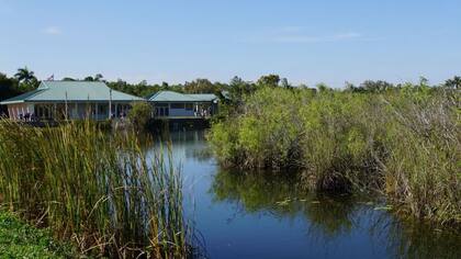 Se calcula que hay decenas de miles de pitones en los Everglades y en Big Cypress