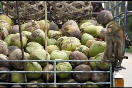 Se calcula que los monos pueden recolectar unos 1000 cocos diarios, contra los 80 que un ser humano podría obtener en el mismo tiempo