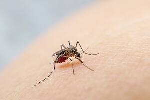 “Los mosquitos matan más gente que todas las guerras juntas”