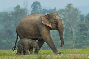 Observan por primera vez a elefantes asiáticos enterrar y hacer rituales por sus crías muertas
