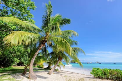 Se censaron solamente unos 40 bois méduse