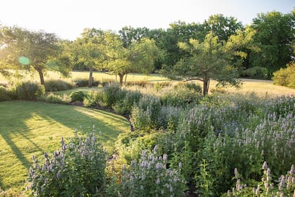 Se crearon canteros de grandes dimensiones con amplias curvas y senderos que invitan a recorrerlos. El Agastache foeniculum y la Salvia ‘African Sky’ forman una composición de lilas y celestes que florecen abundantemente. Al fondo, un montecito de ceibos se recorta contra la cancha de polo.